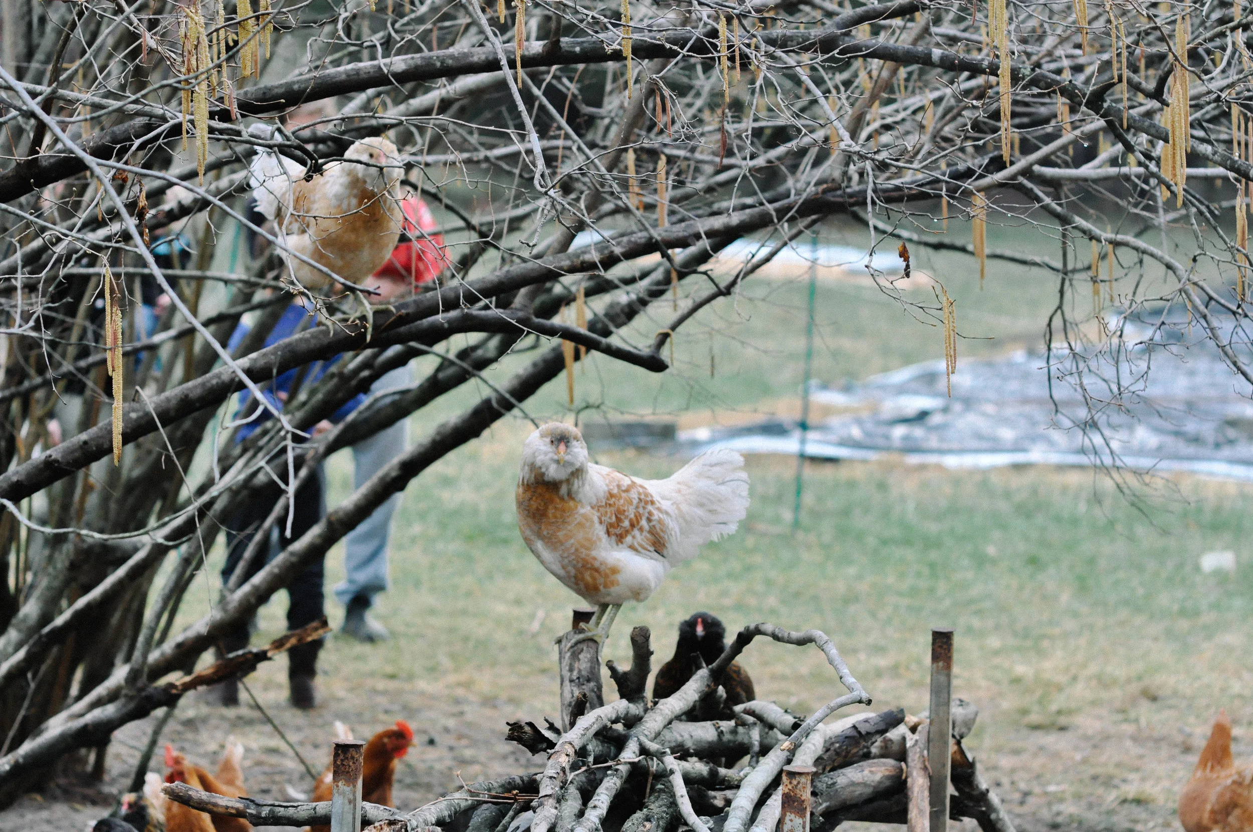 redtree farmstead chickens 1.jpg