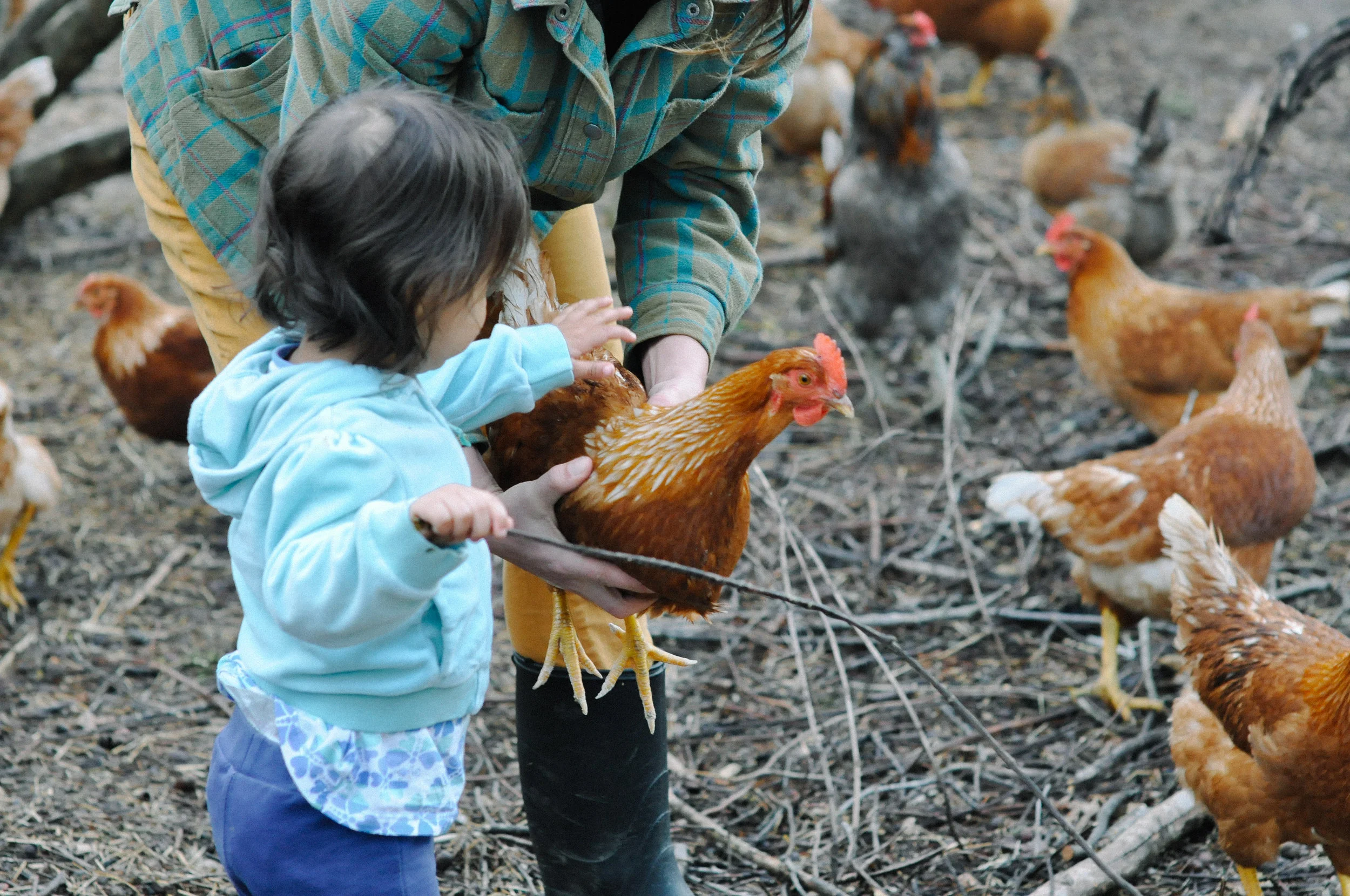 redtree farmstead chickens and becky.jpg