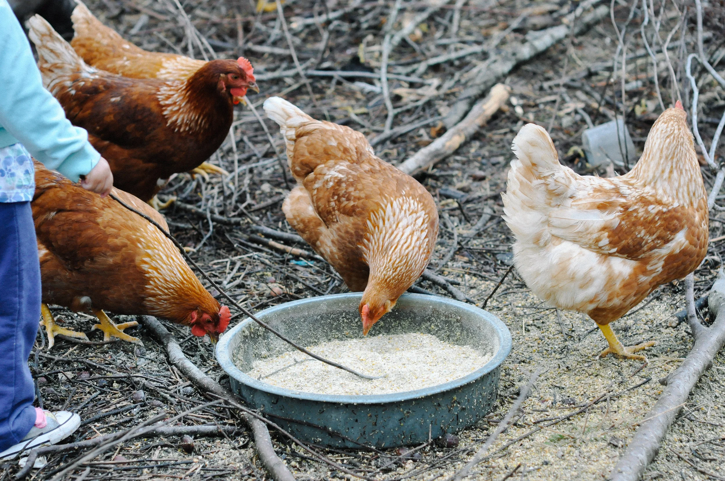 redtree farmstead chickens feeding.jpg
