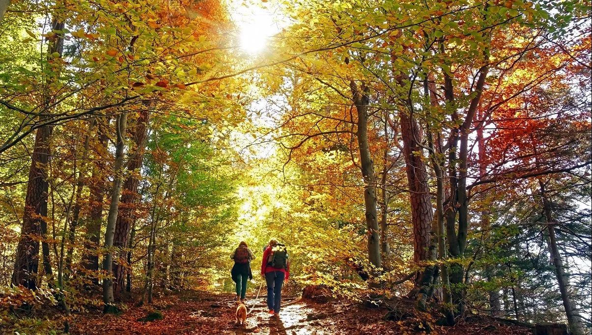 Narratives of Nature