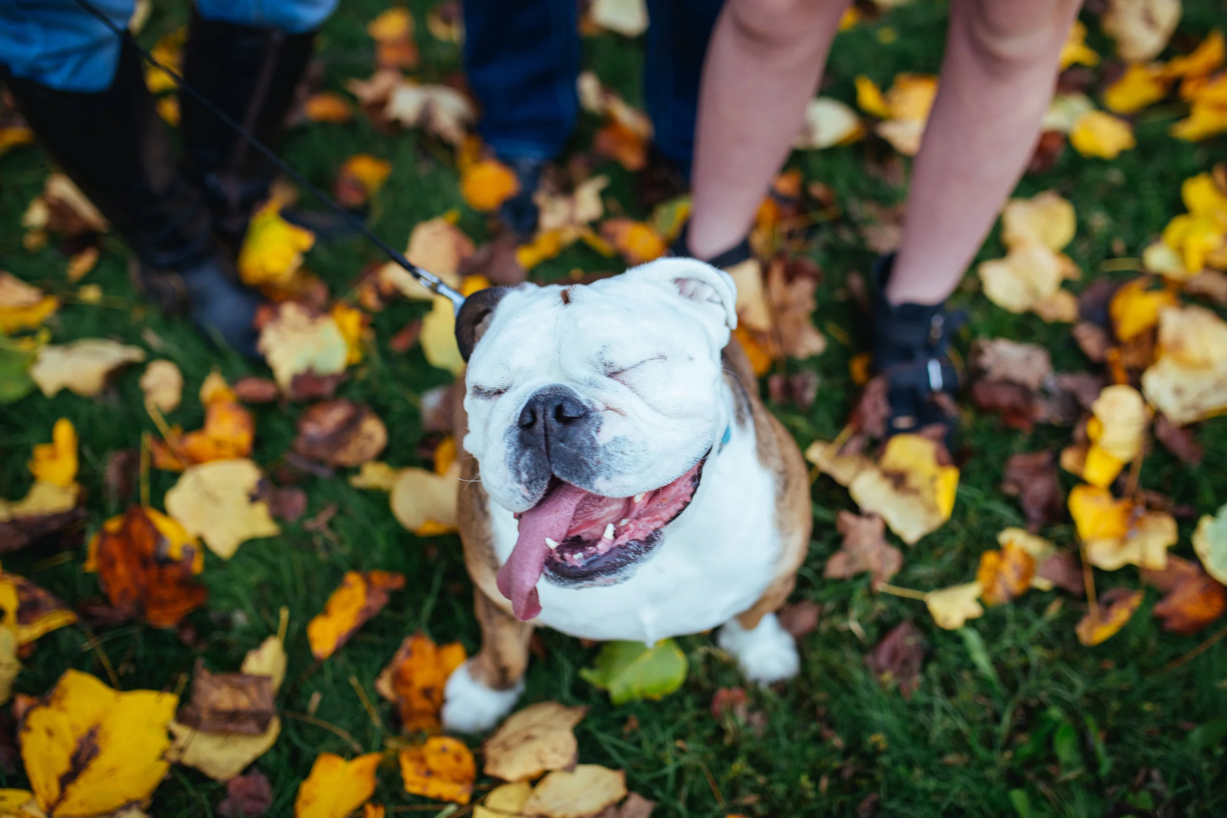 Family-Fall-Portraits(2of35).jpg