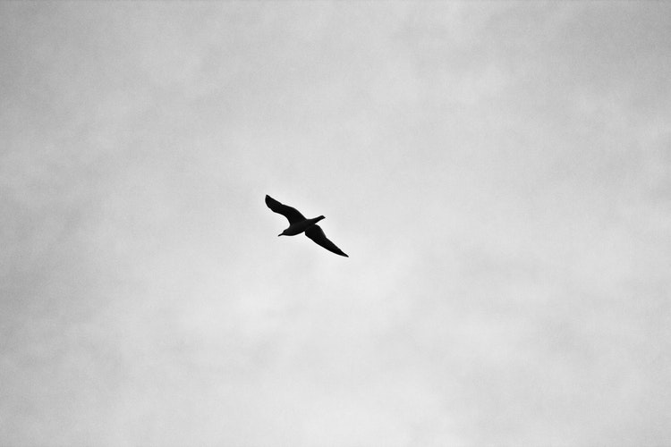 photo-1416183793821-cfdaa8c72745.jpeg