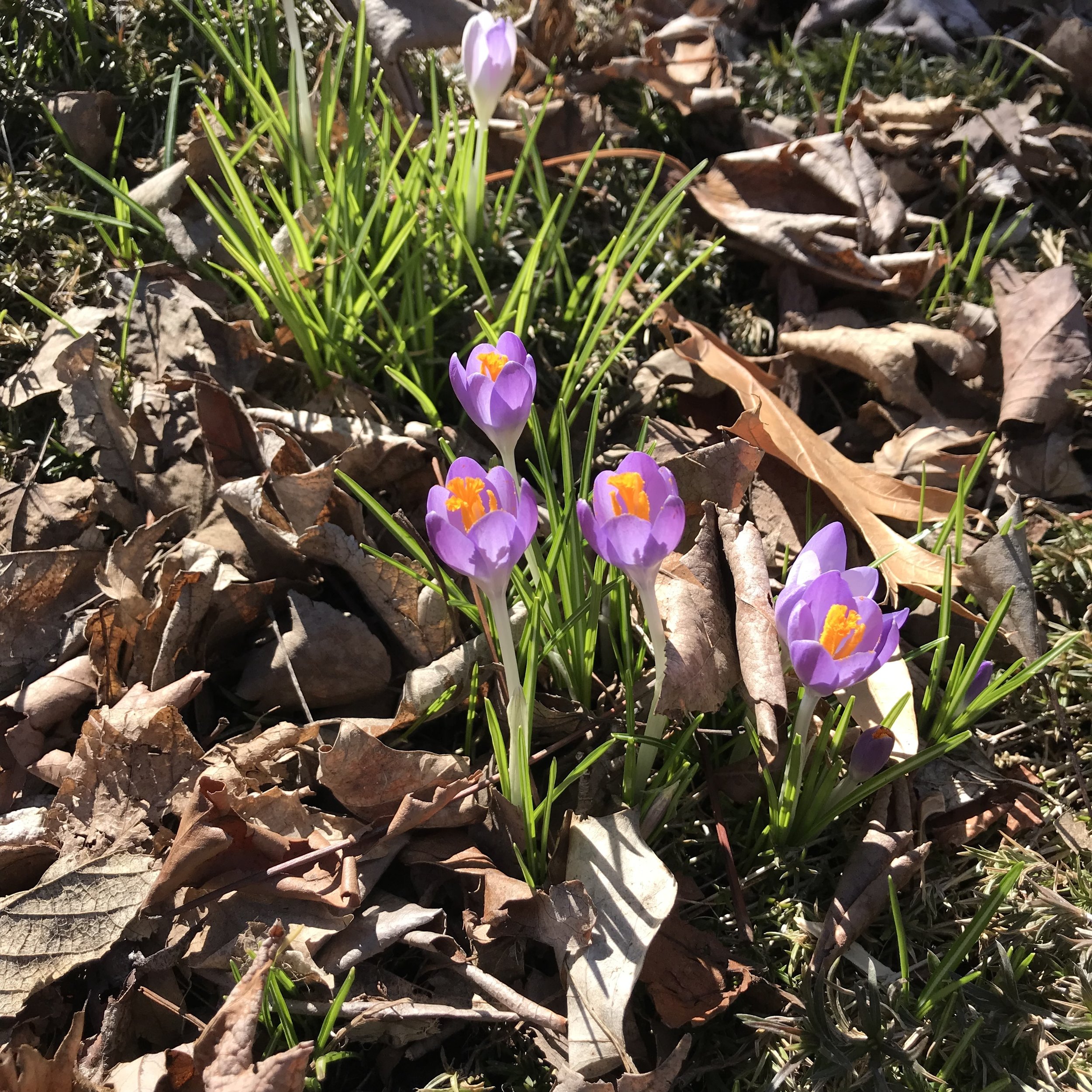 Spring Blooms: A Life Update