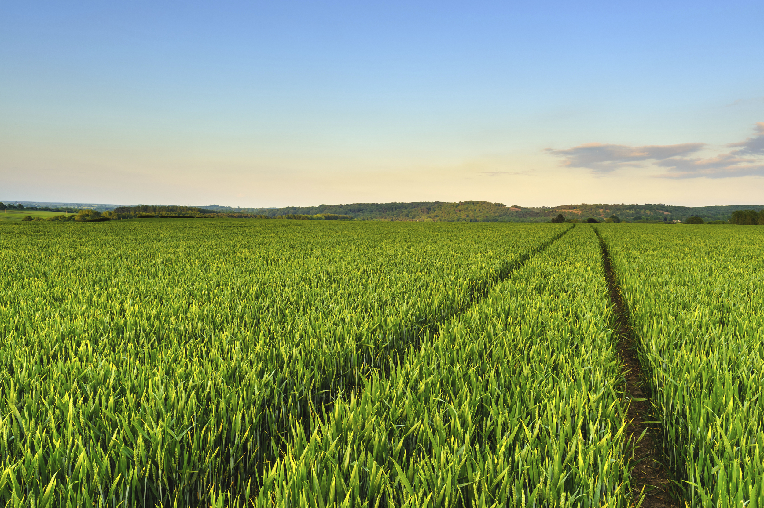 iStock_000020443720_Full.jpg