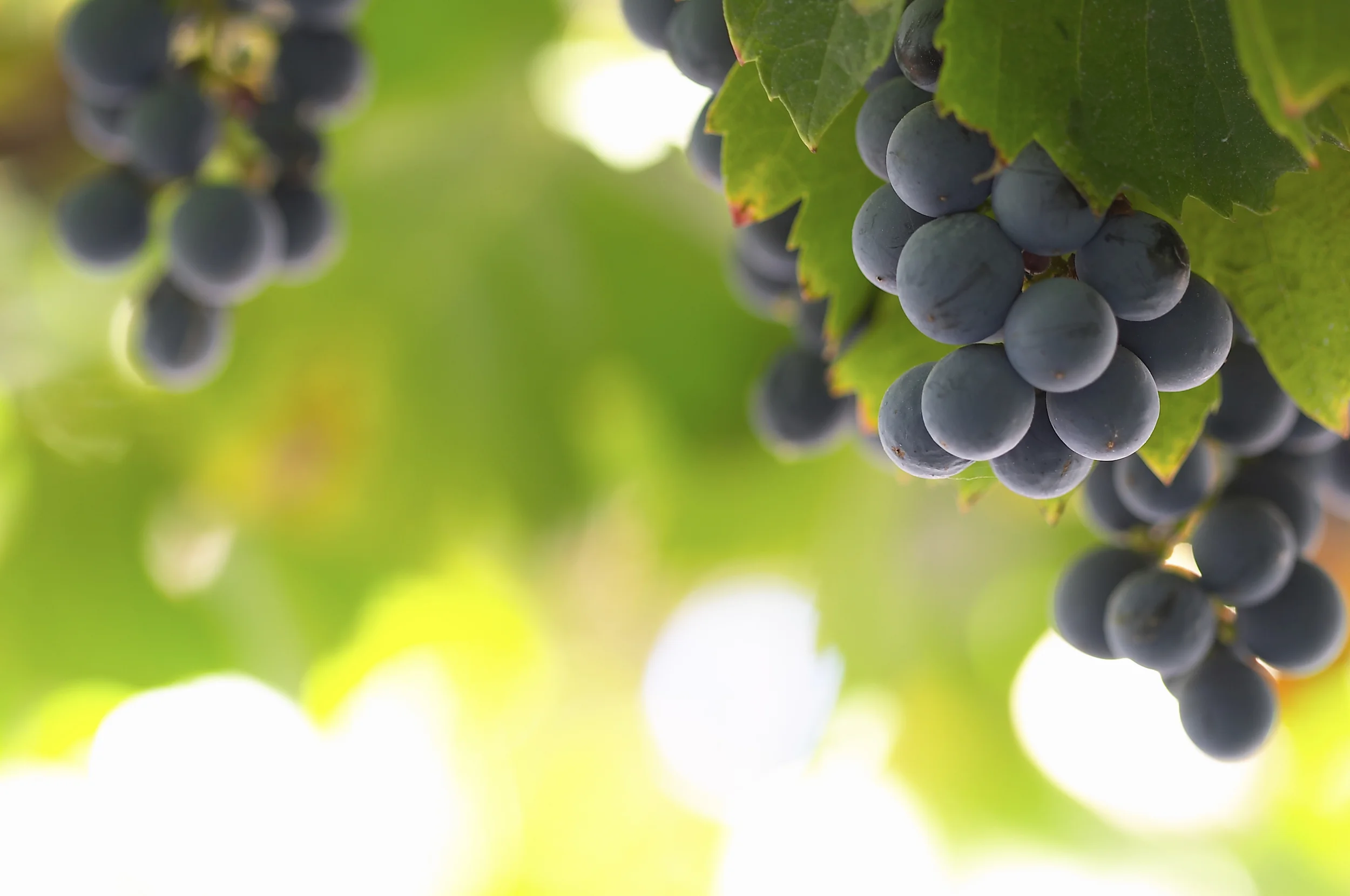 Grapes _iStock_000000563551Large.jpg