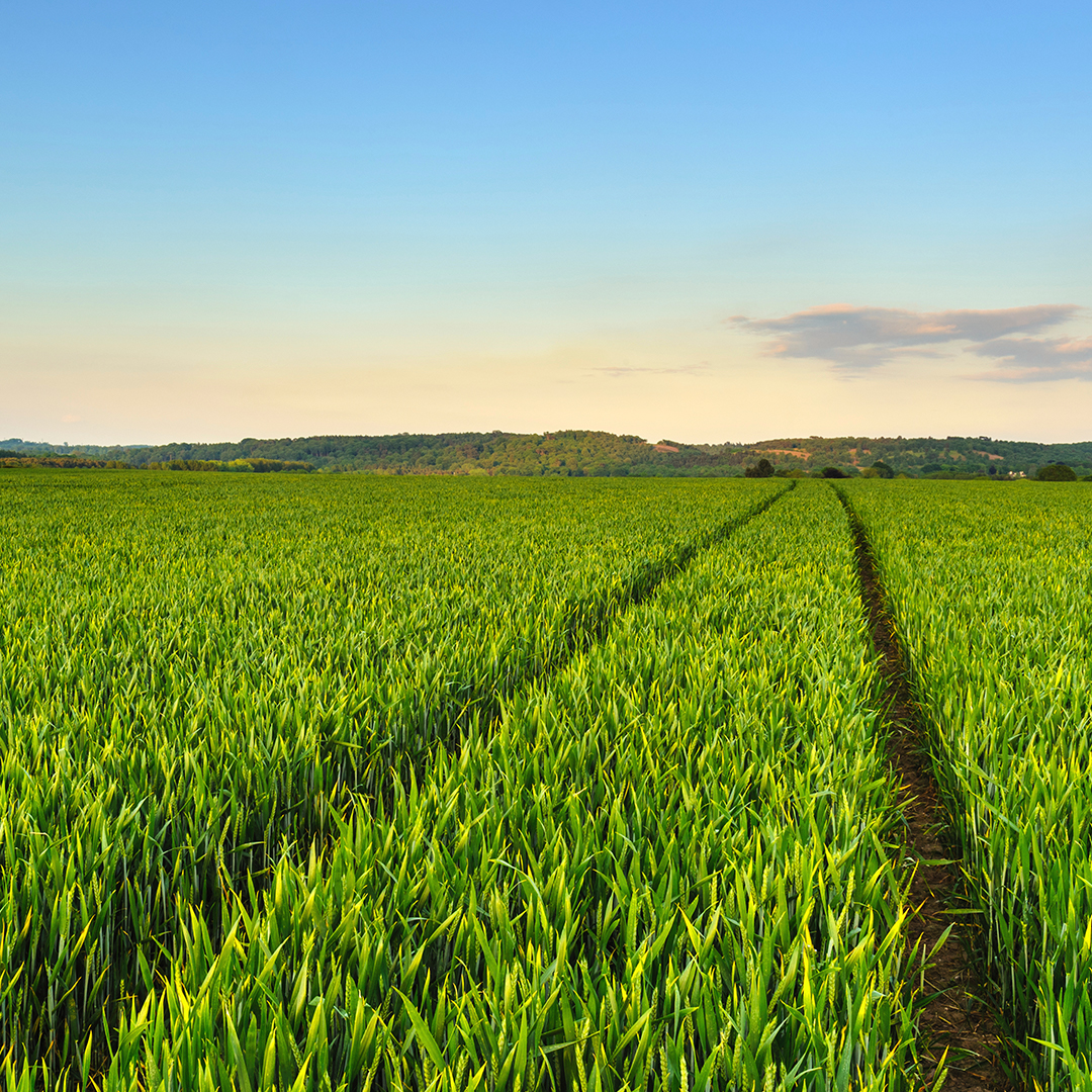 altier-agriculture-home-page.jpg