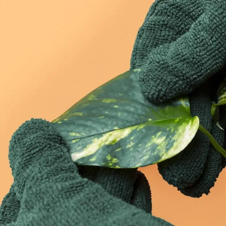 We The Wild Plant Care Microfiber Leaf Cleaning Gloves.jpg