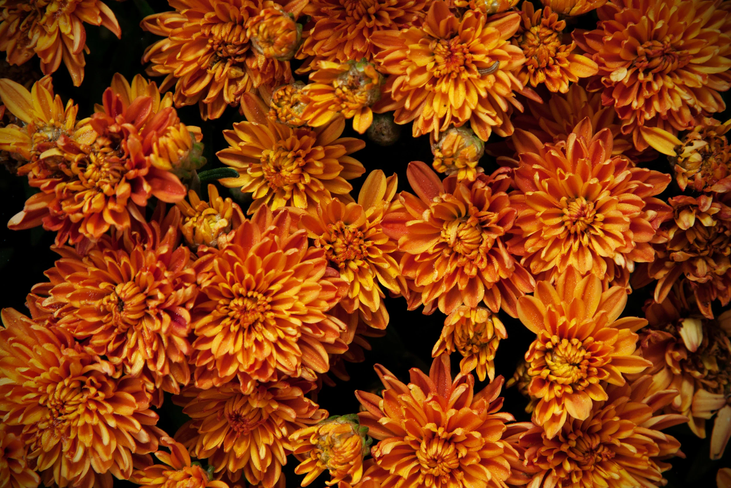 fall mums.jpg
