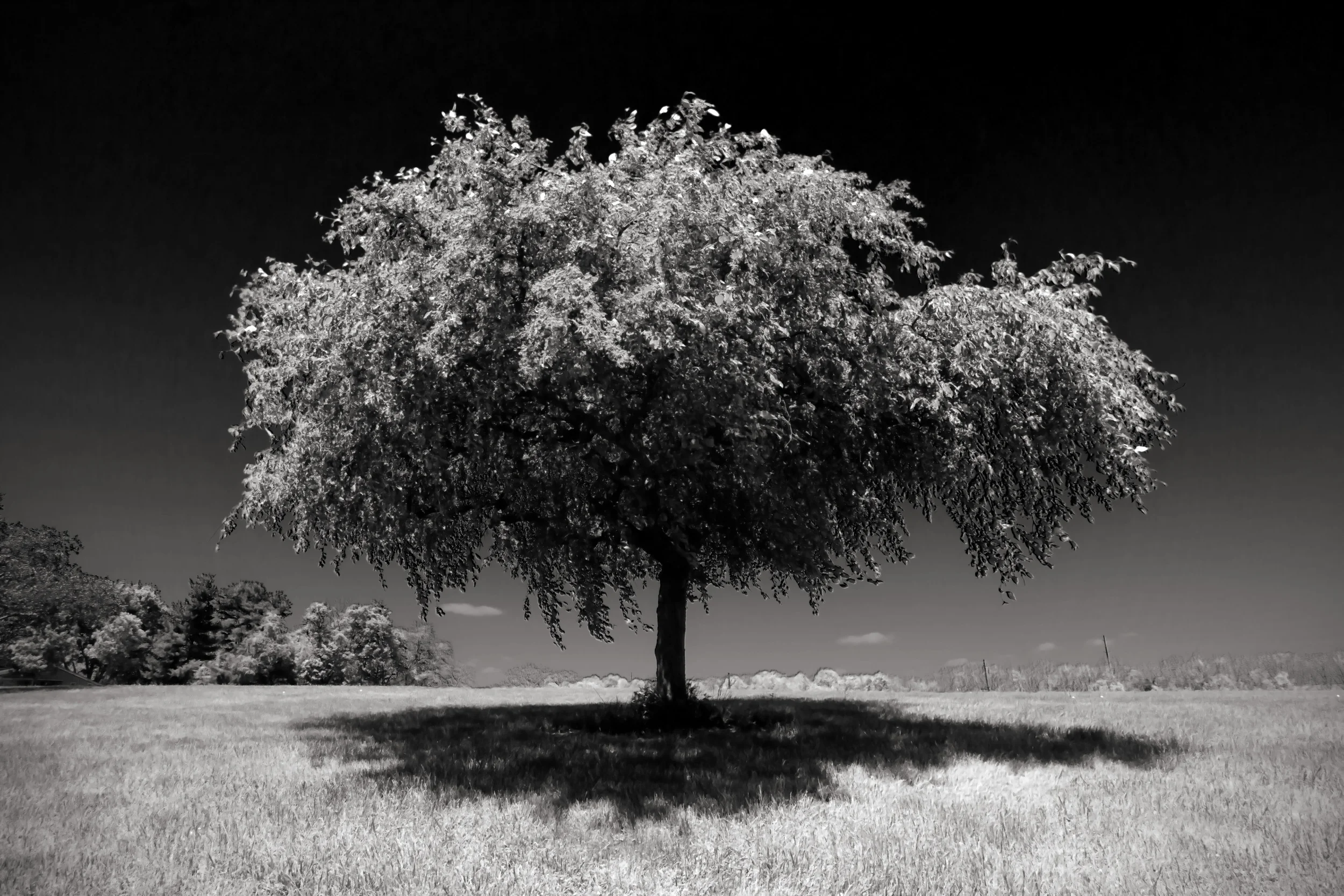 tree without cloudsbw.jpg