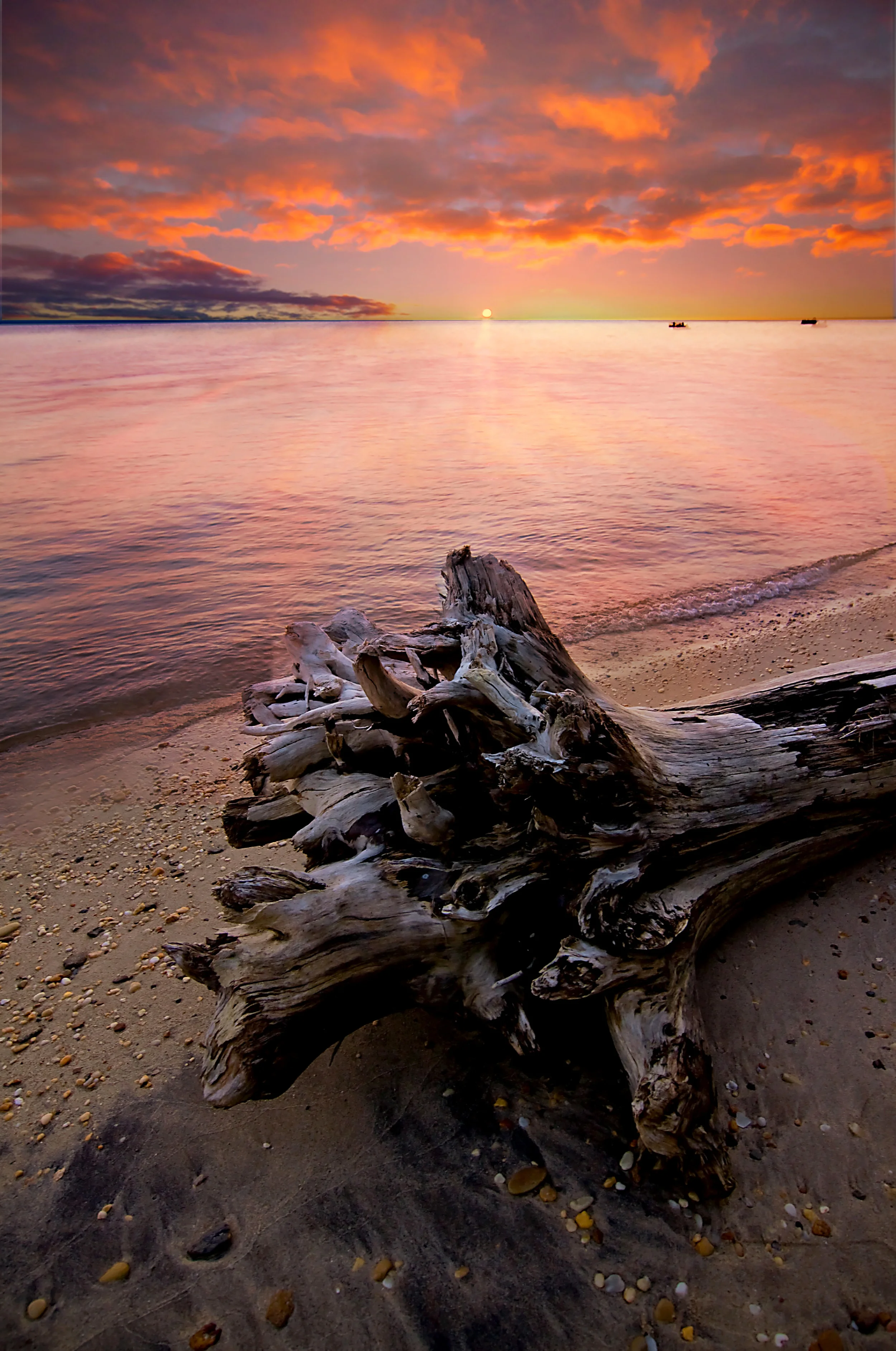 drift wood sunset.jpg