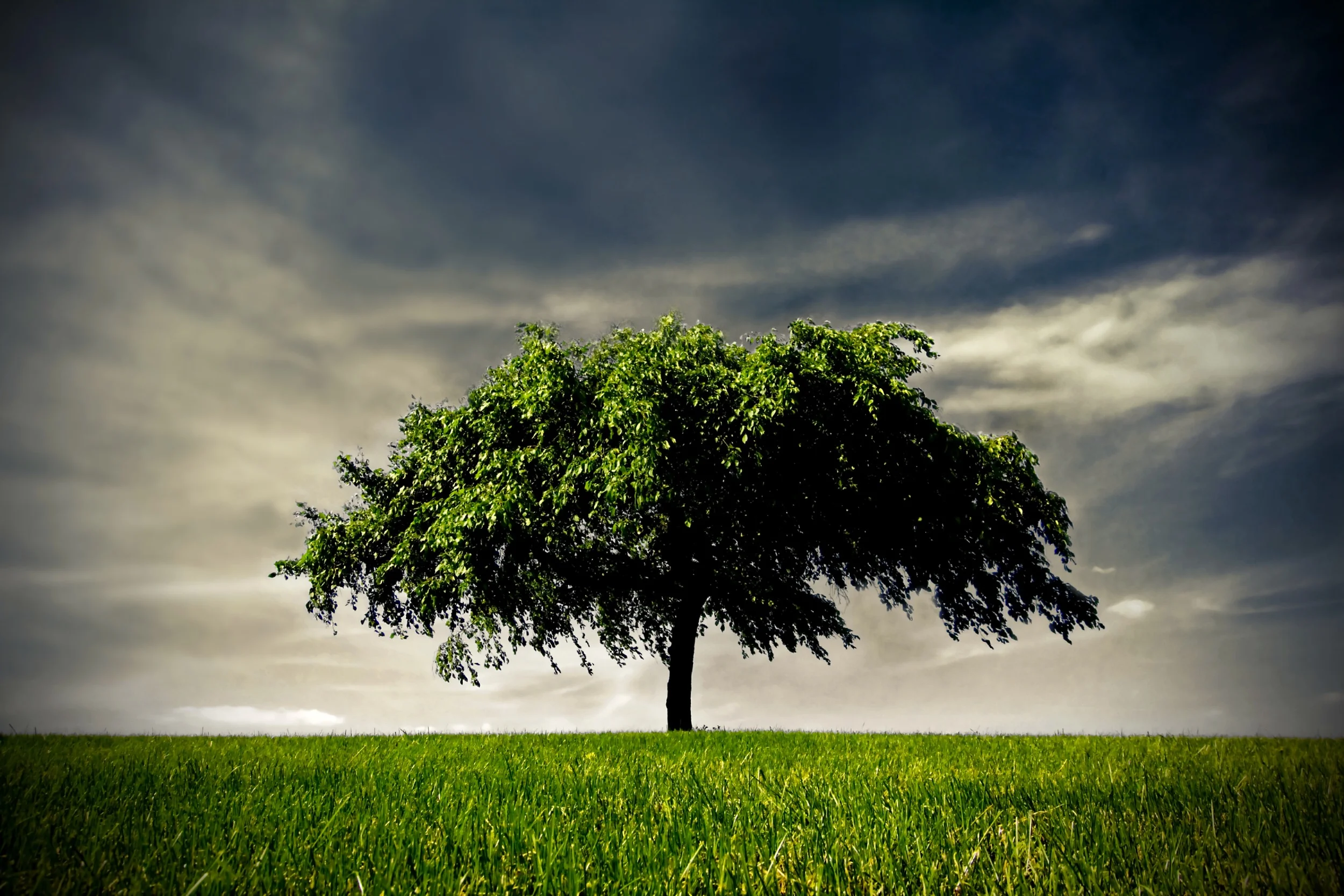 the tree.jpg