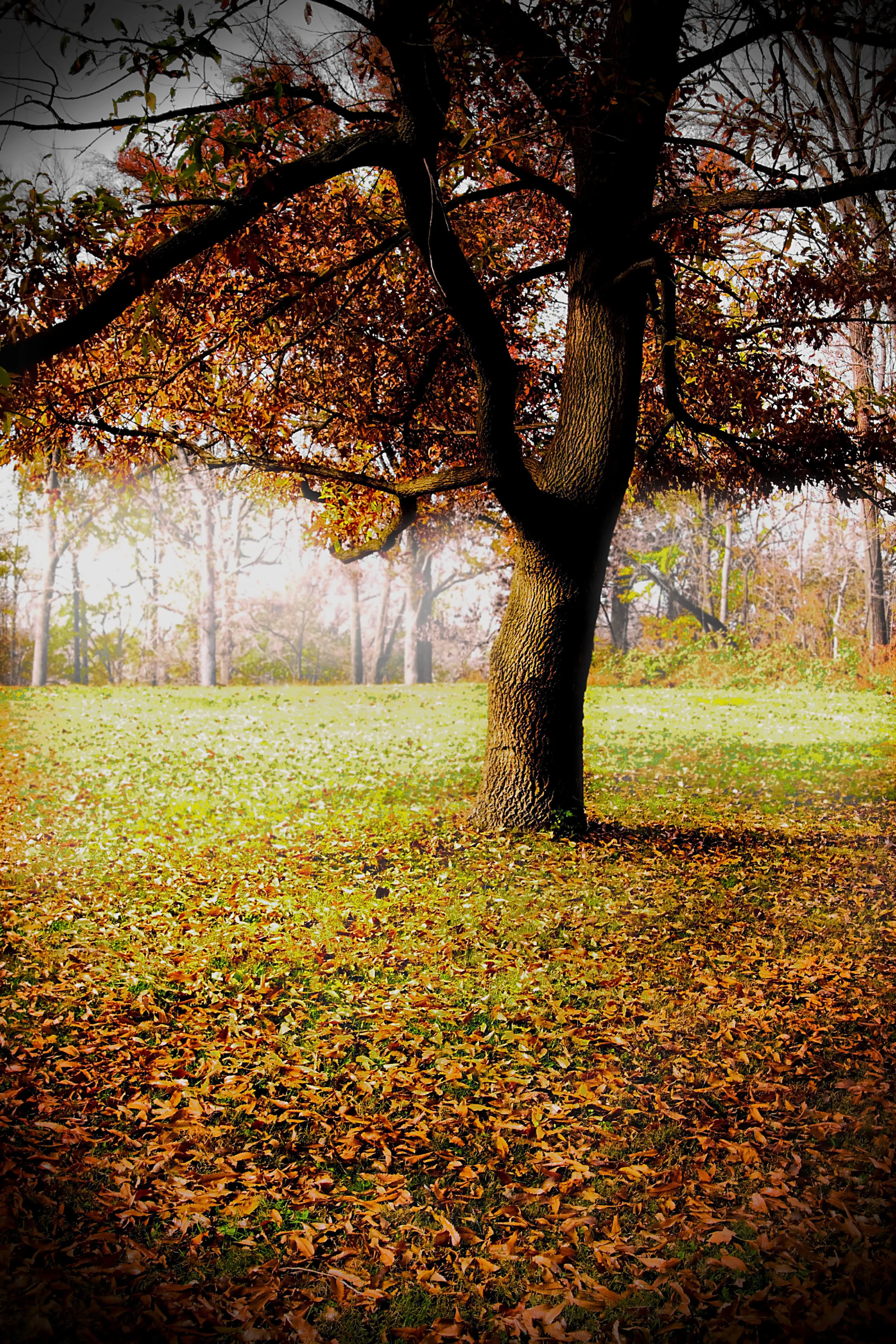 autum.jpg