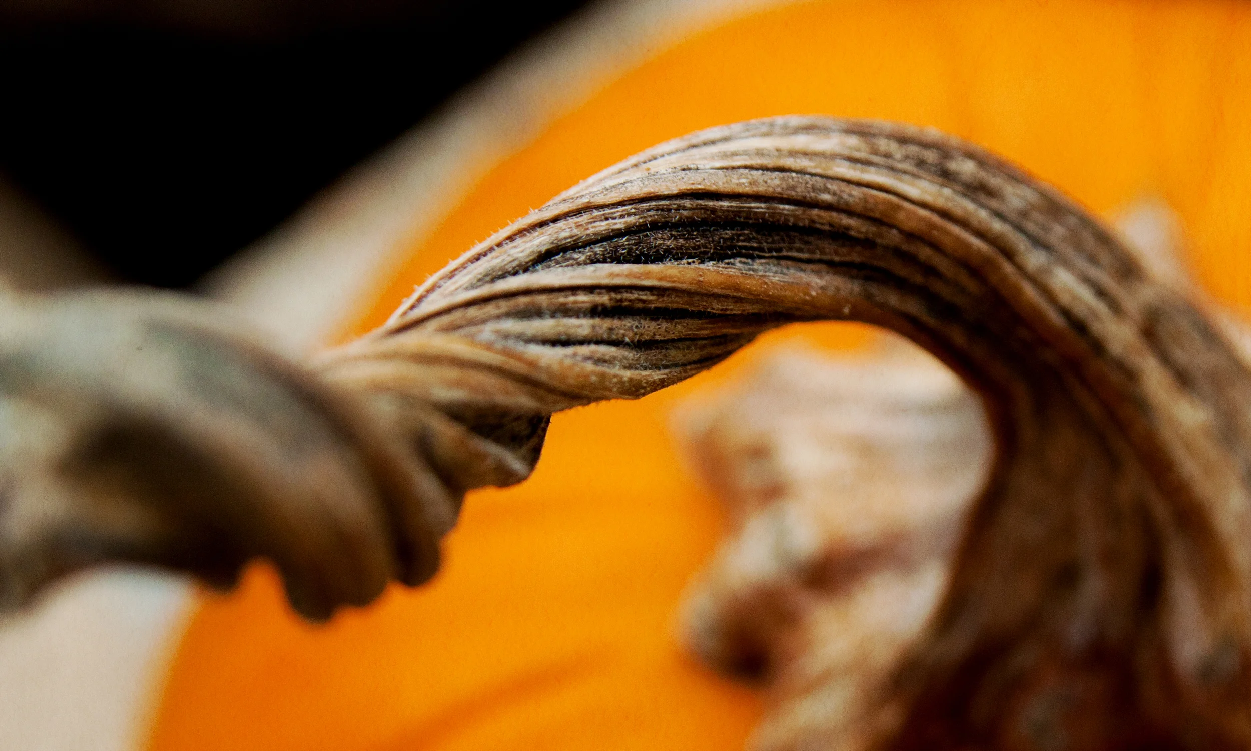 a twist of fall in the air.jpg