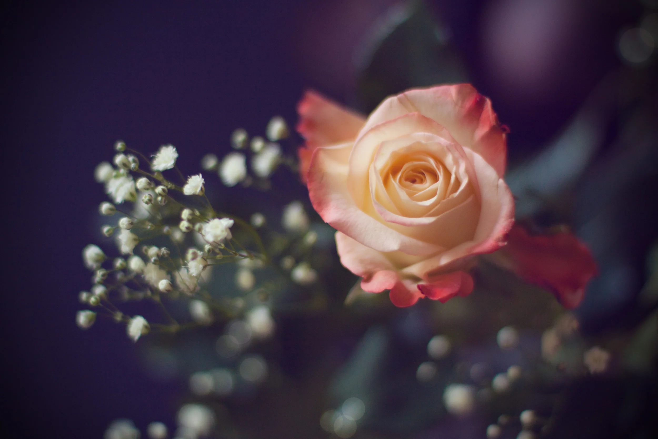 a rose.jpg