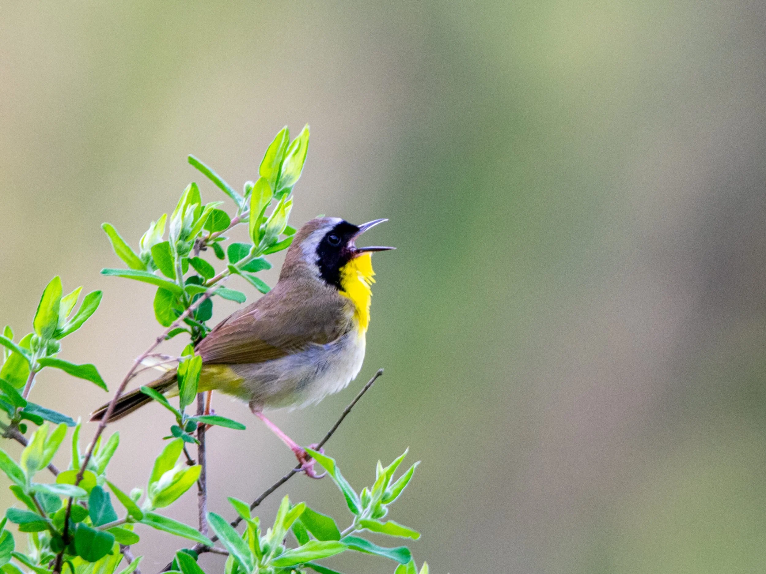 Bird watchers will find plenty to delight in around Vergennes, from the wetlands of Otter Creek shores of Lake Champlain. Seasonal migrations variety of waterfowl, songbirds, raptors, making  peaceful haven for nature lovers photographers.
