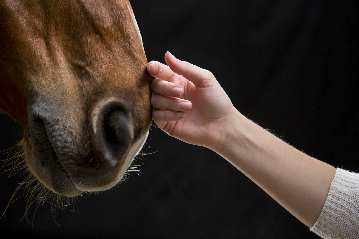 Lady Touching Horse.jpg