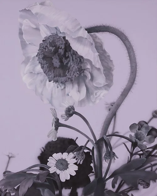 Poppy01_Front.jpg