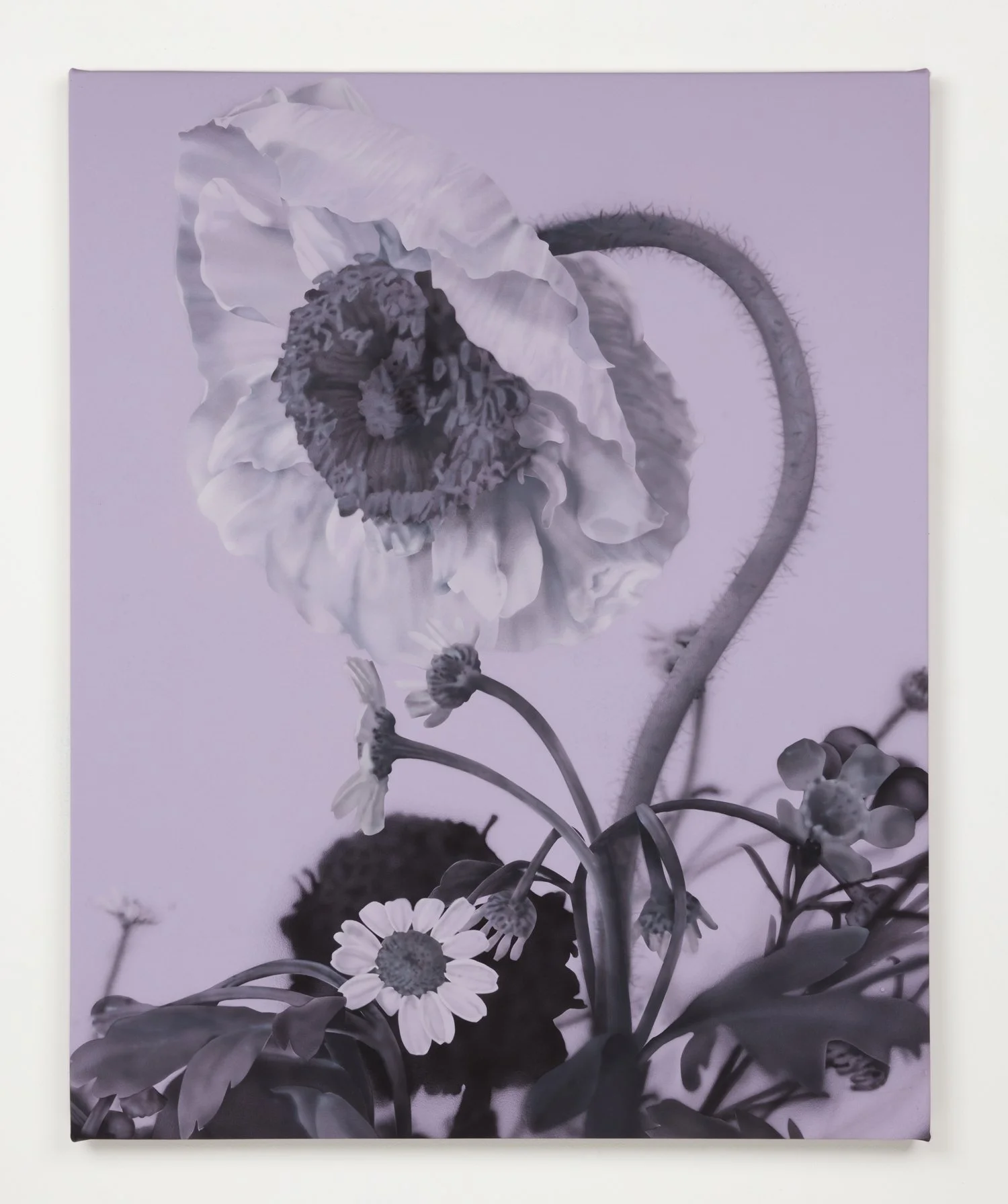 Poppy01.jpg