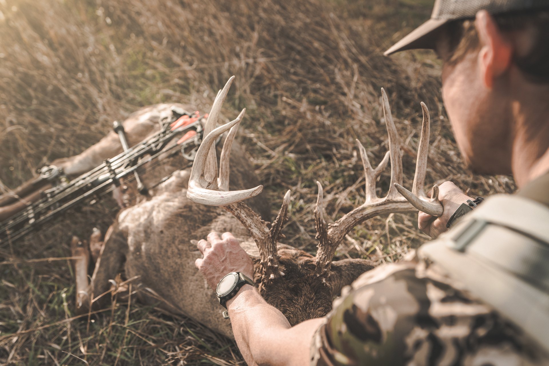 whitetail buck
