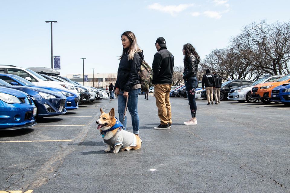 Corgo and cars! Credit Rico Dadivas.jpg