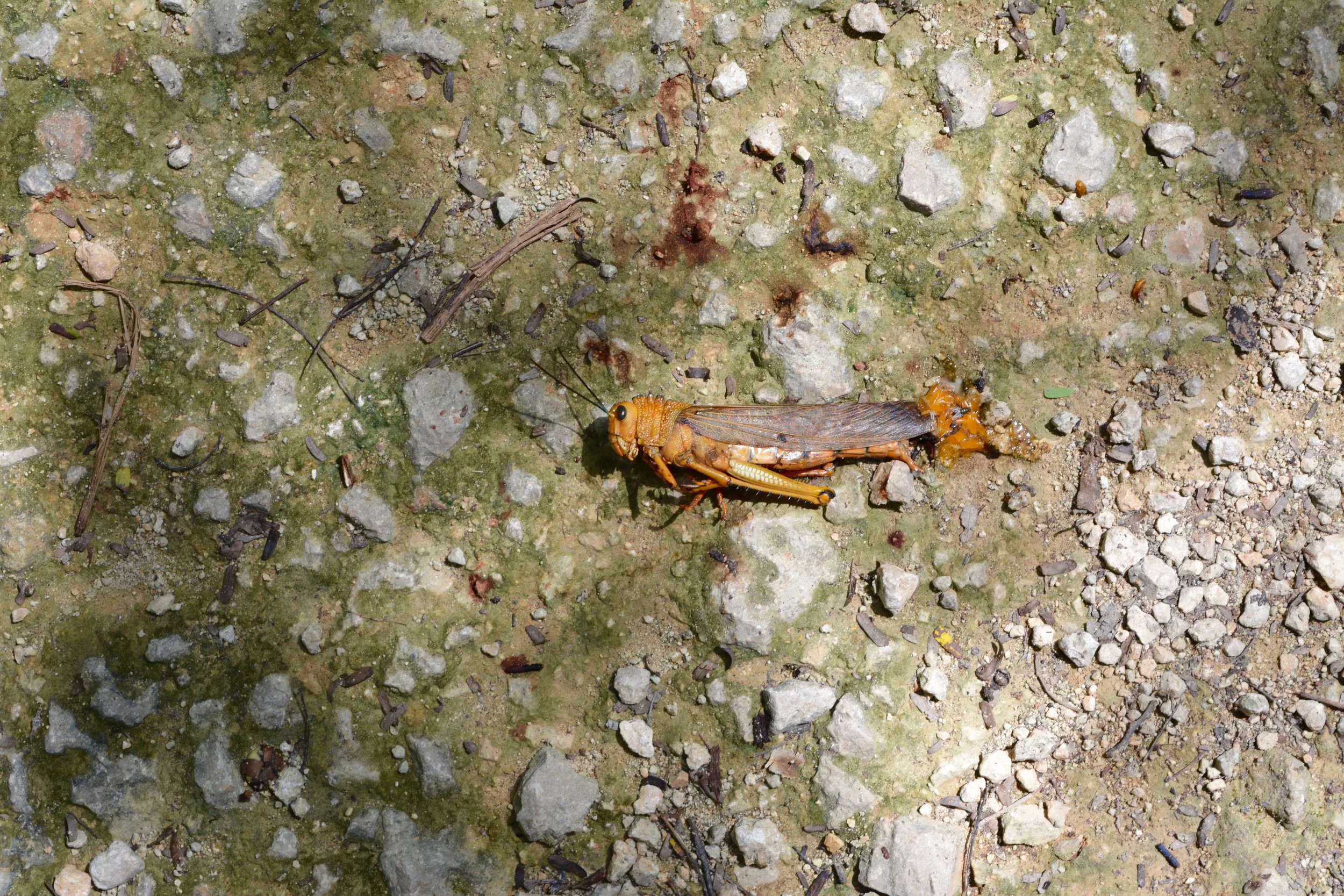 DSC_0848.jpg