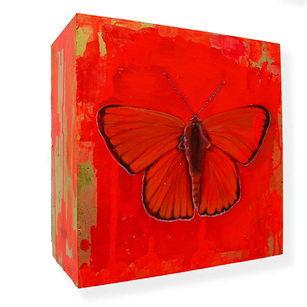 OrangeButterflyside.jpg