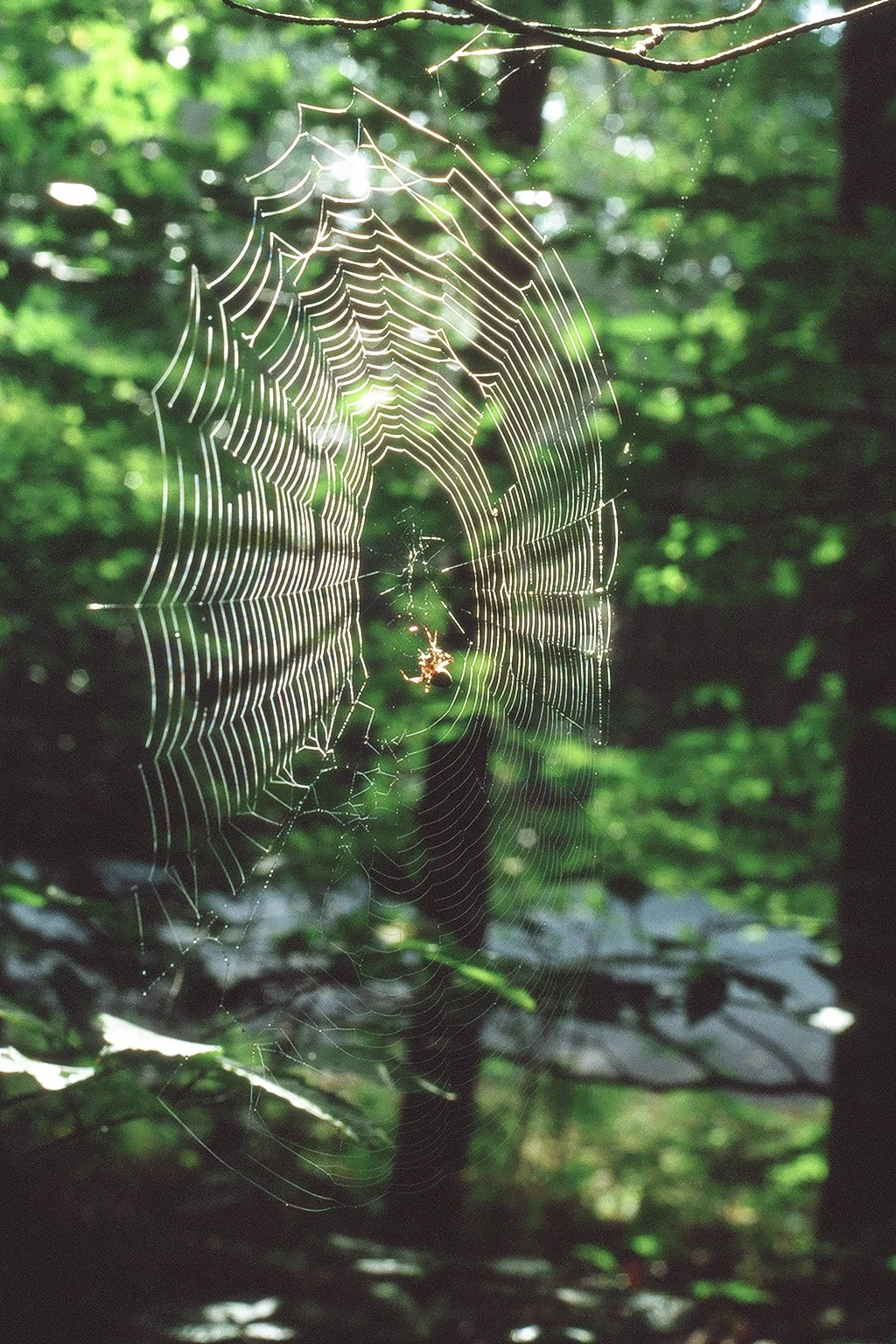 Morning Spider Web, NH