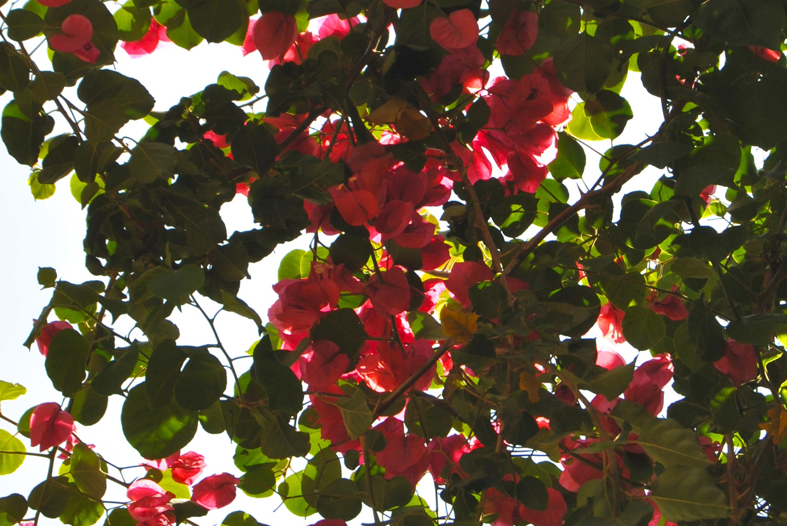 Sud-Est Apulia Salento Puglia Nature Bougainvillea