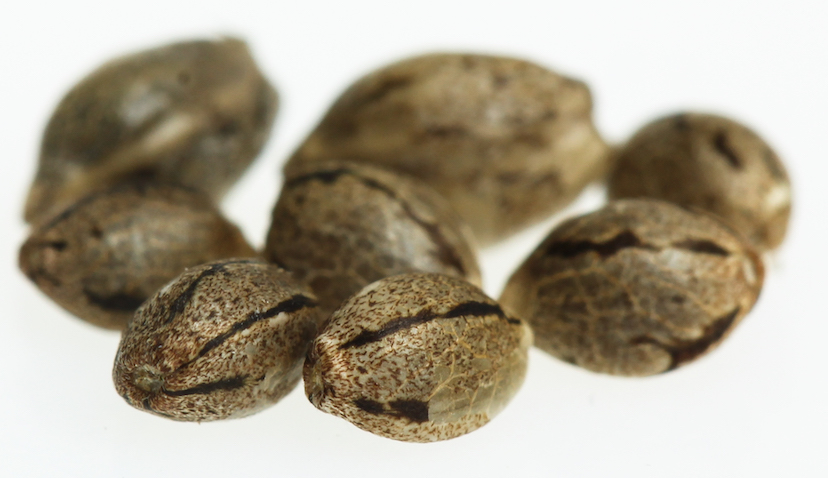 How to plant marijuana seeds after germination