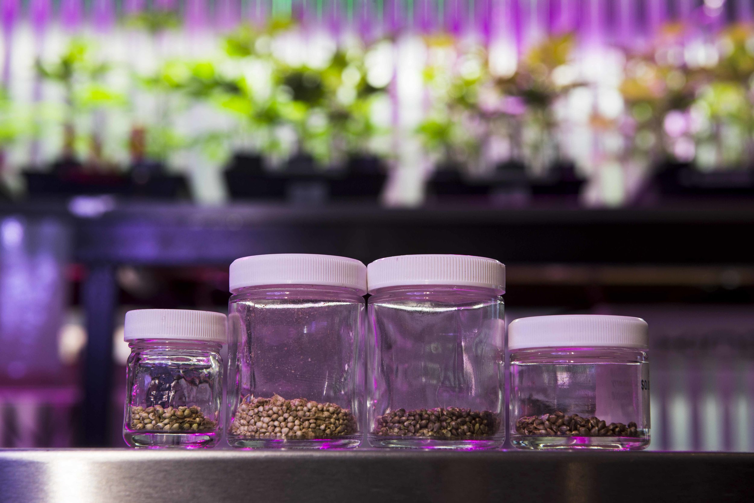 Planting marijuana seeds after germination