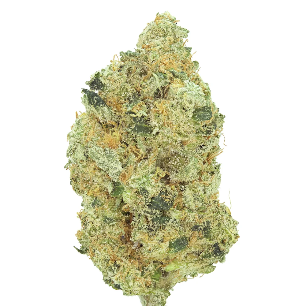 Tangie_OG_040218_SQ.jpg