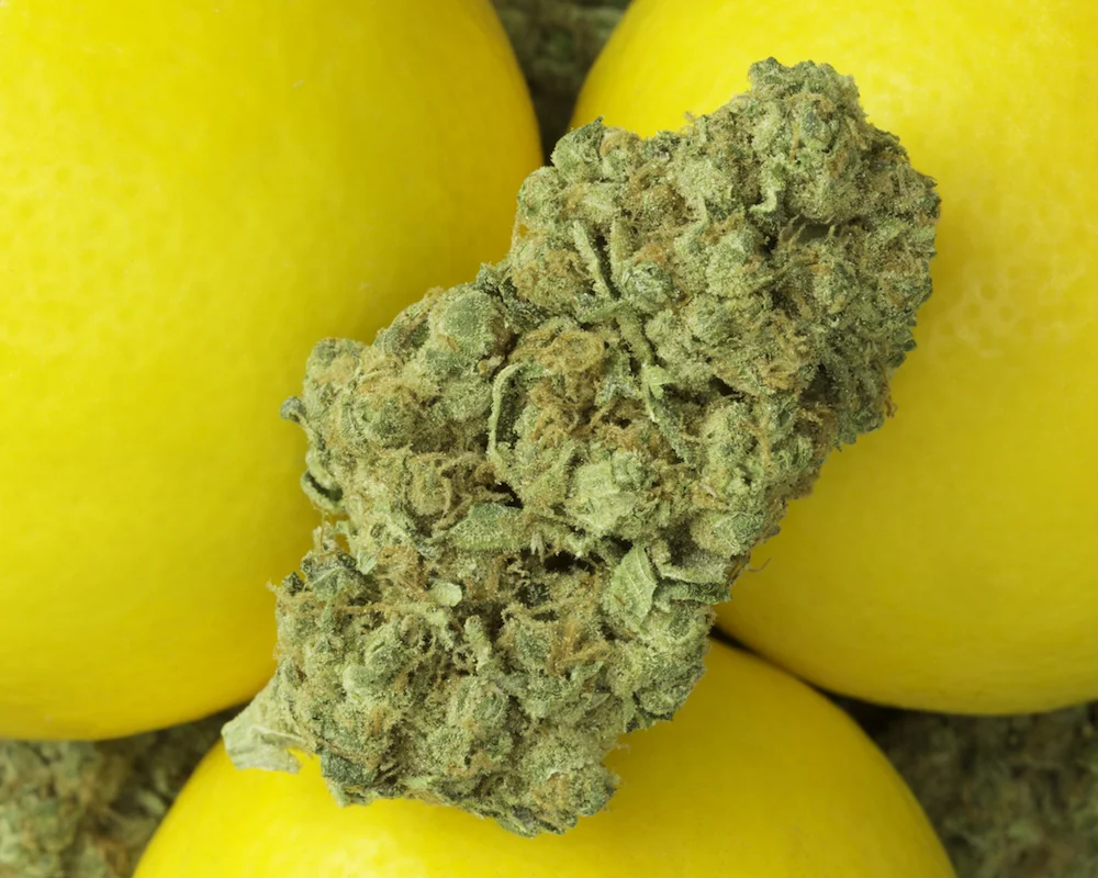 Lemon_OG_Social_030518-2.jpg