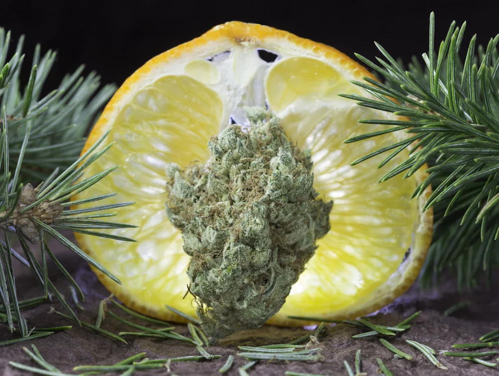 Citrus Sap.jpg