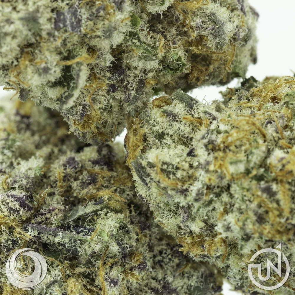 Purple_Punch_UpNorth_Trichomes_070318.jpg