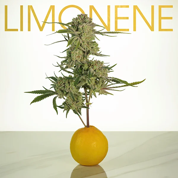 Lemon_Terps_Blog_2.jpg