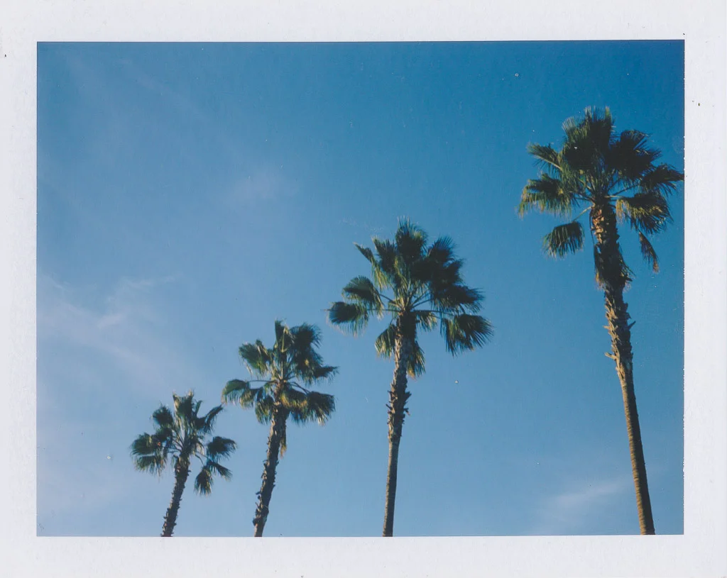 Palm Trees.jpg