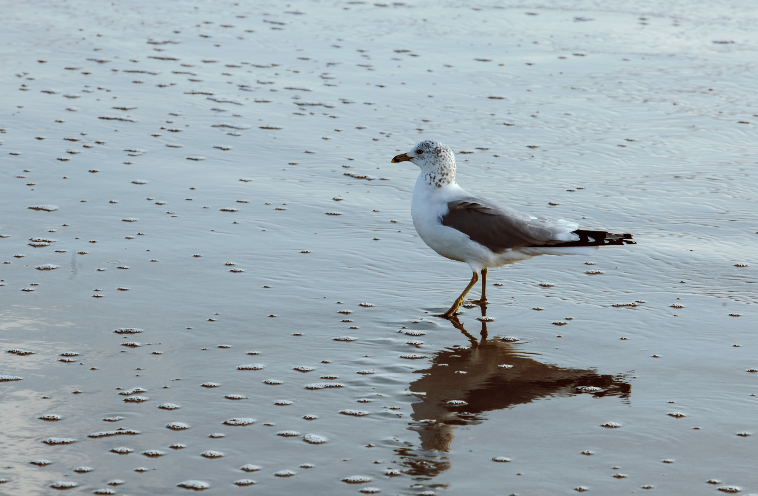 re 4213-SURFER-SHAWN ZAPPO.JPG