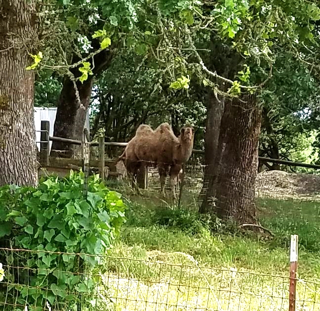 The Camel in Corvallis