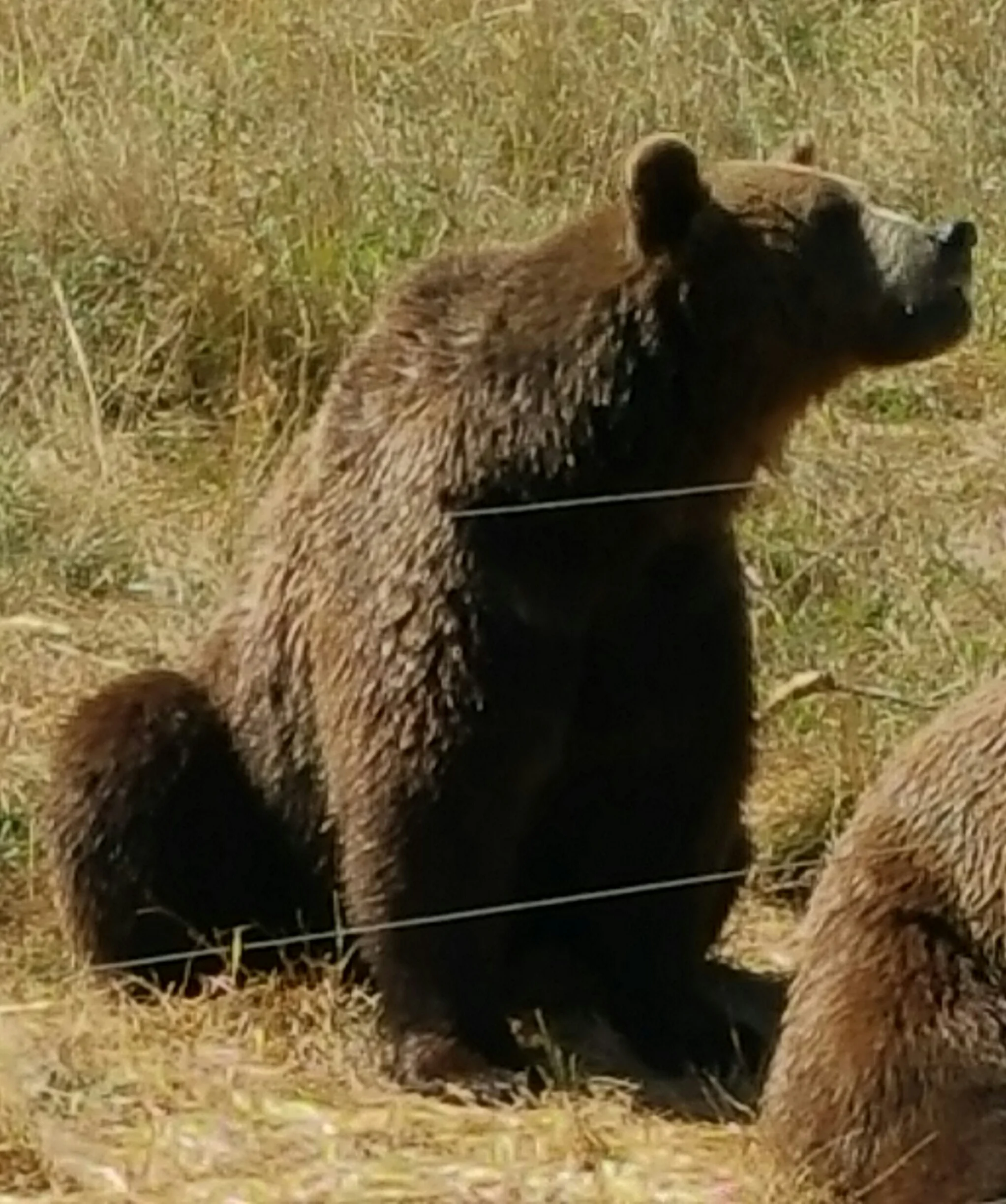 Barb and Jeff visit Bear Country (two Haikus)