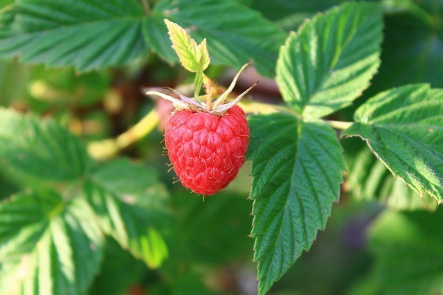 raspberry-2510293_640.jpg