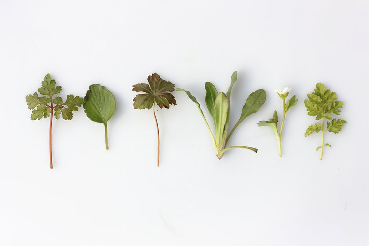 plantes détoxifiantes virus del papiloma genotipo 16