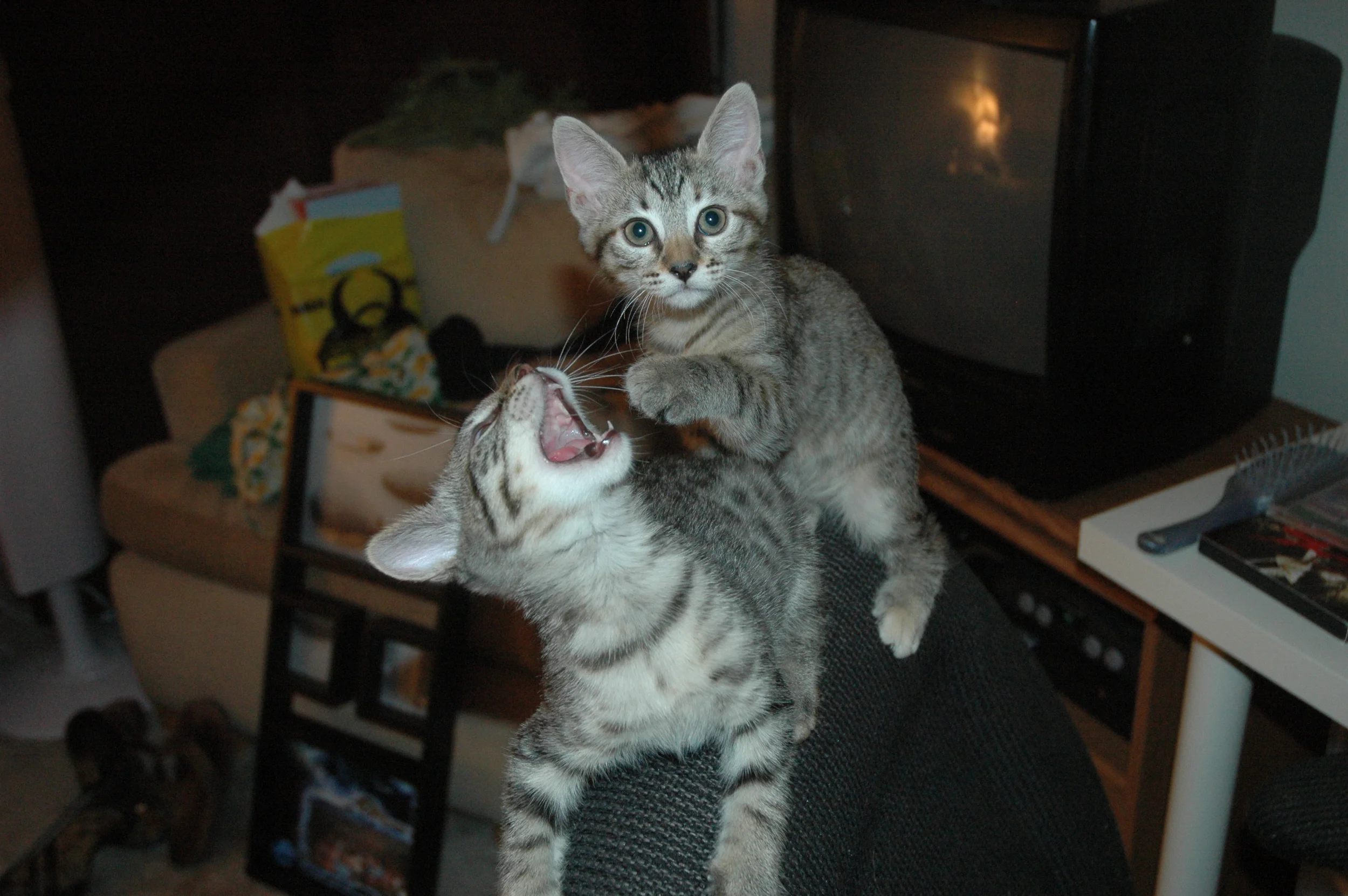DSC_7565.JPG