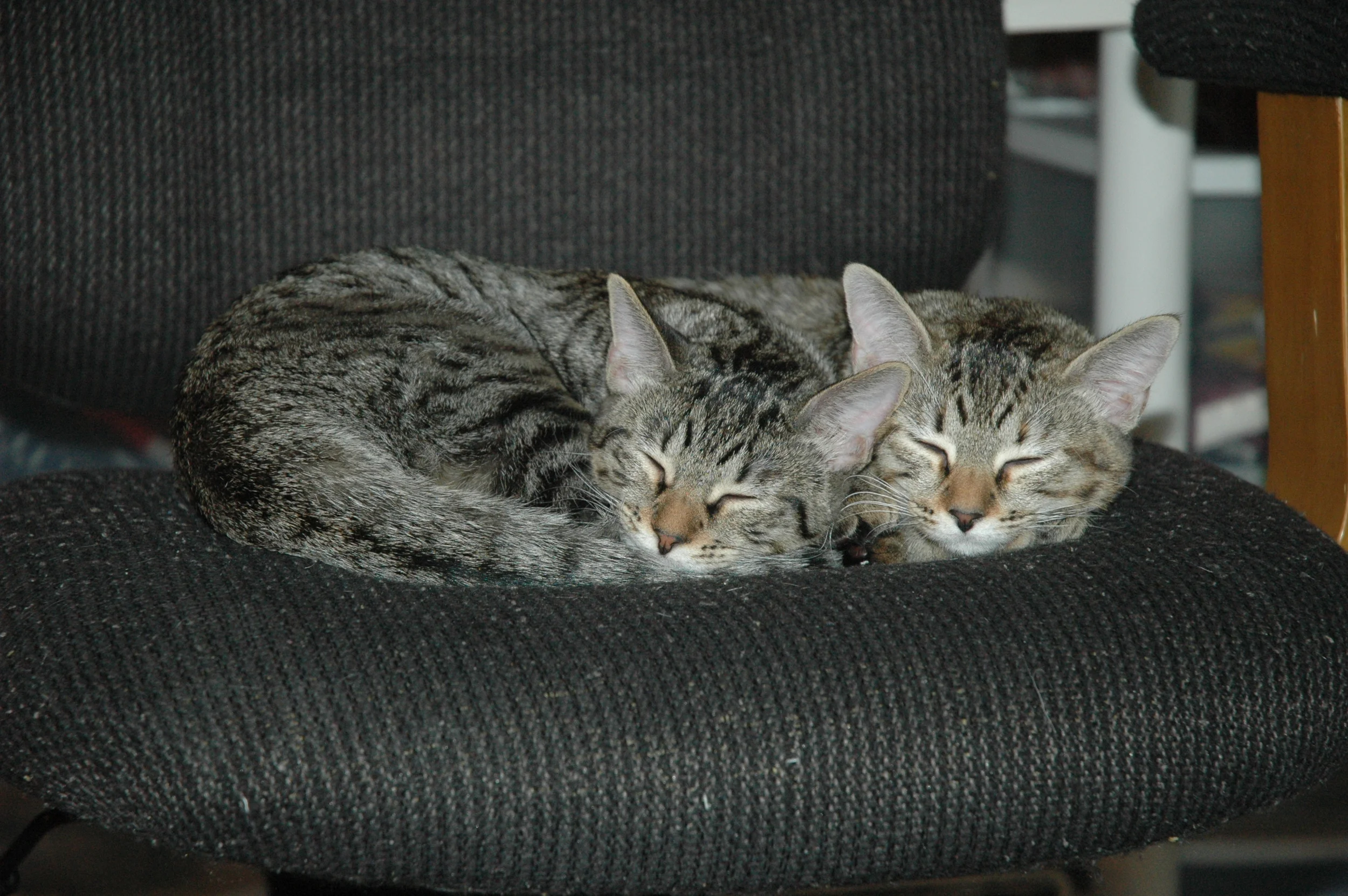 DSC_7668.JPG