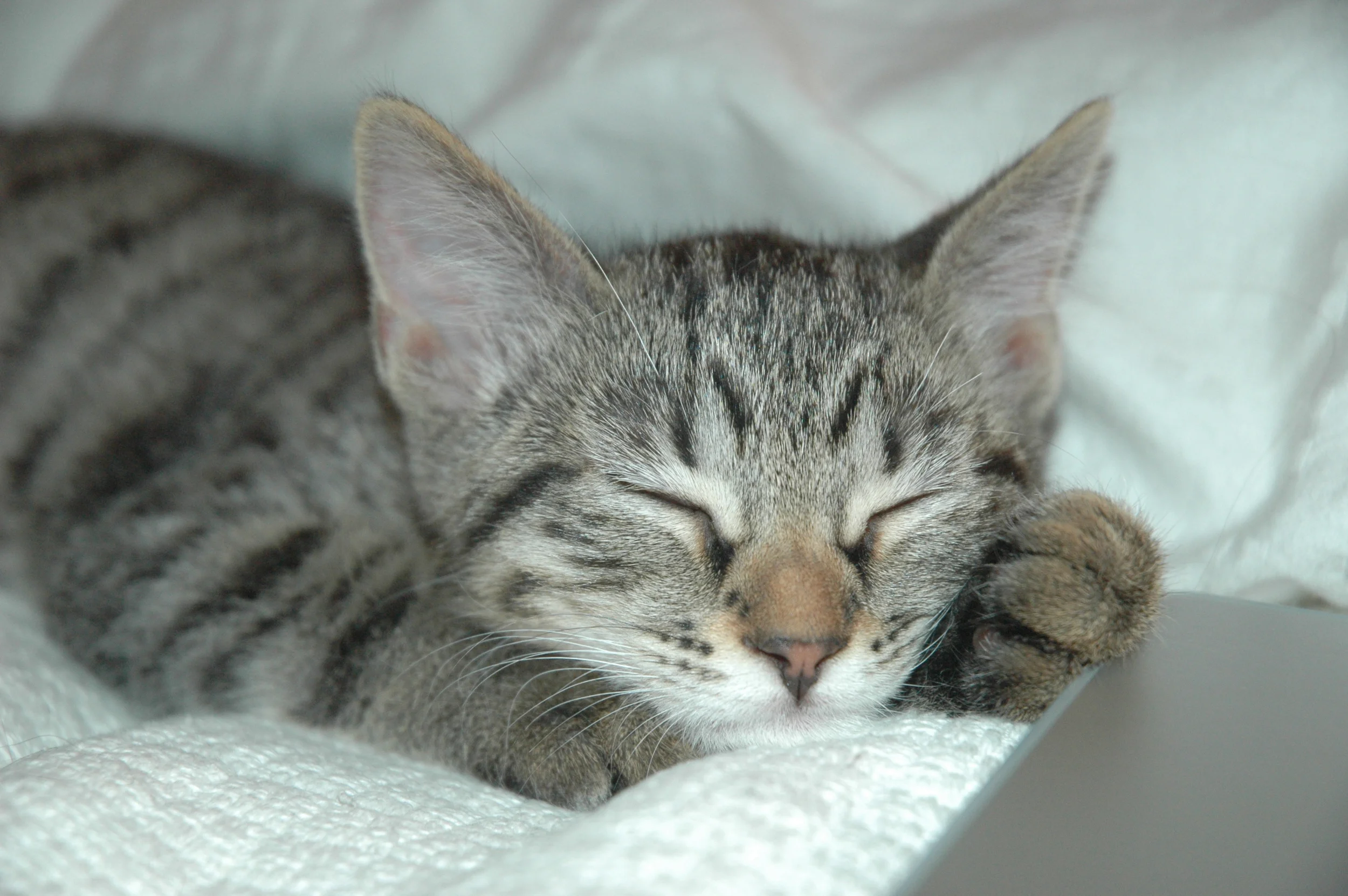 DSC_7625.JPG