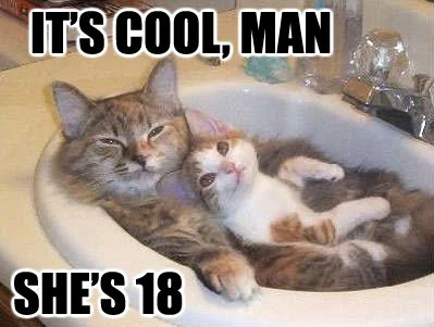 cat6.jpg