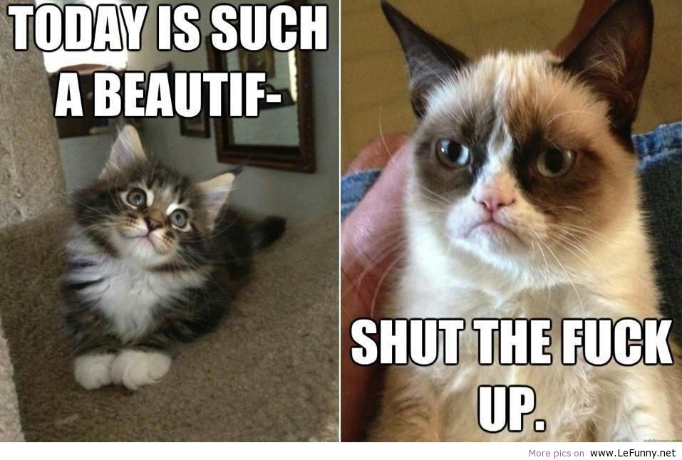 Funny-cats-top-35-most-funniest-cat-quotes-11.jpg