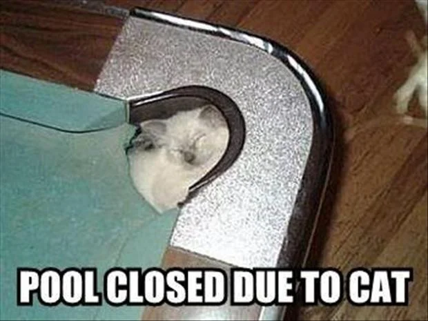 Funny-Cat-Pictures-with-Captions-18.jpg