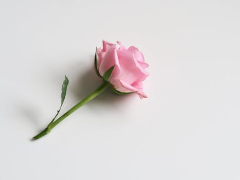 final rose.jpeg