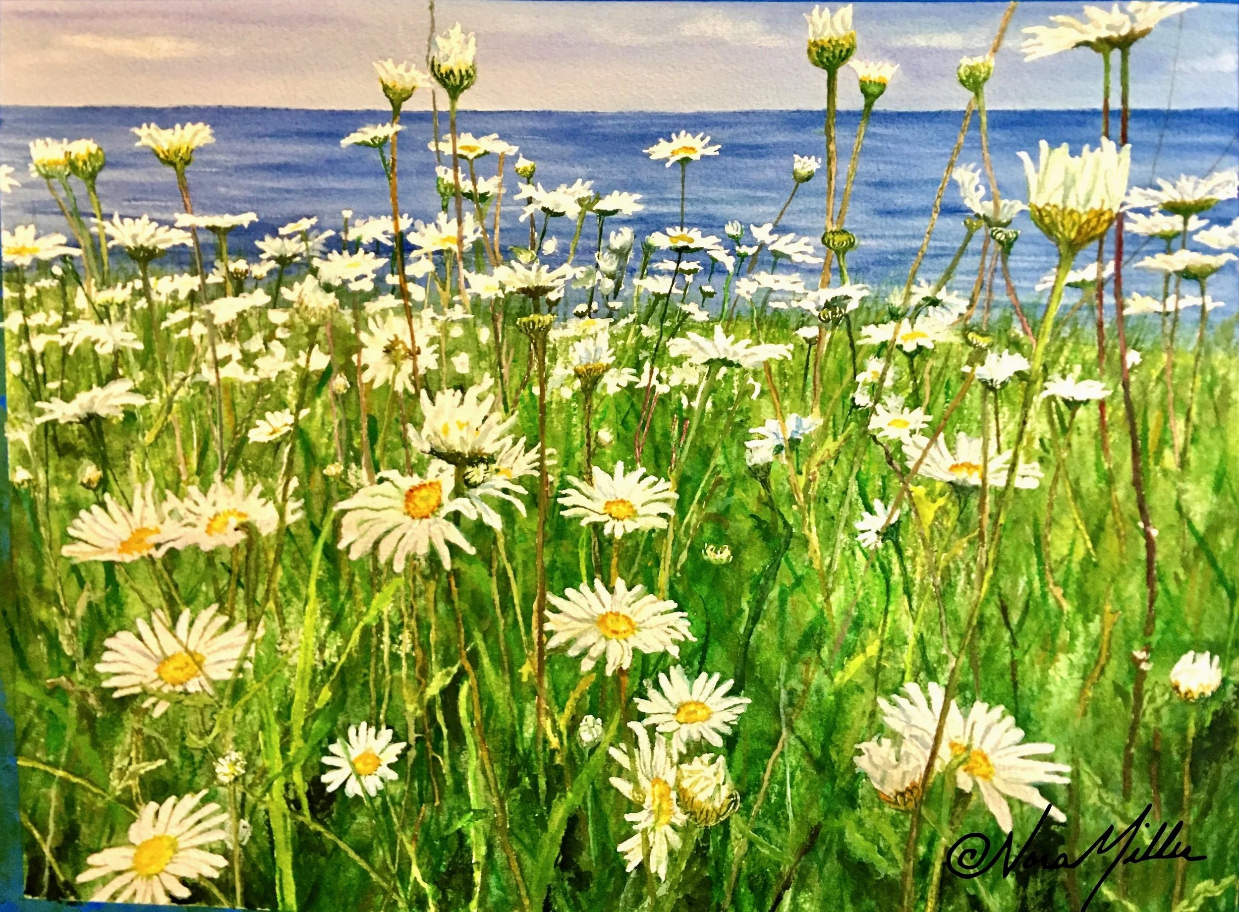 A field of he loves me he loves me not