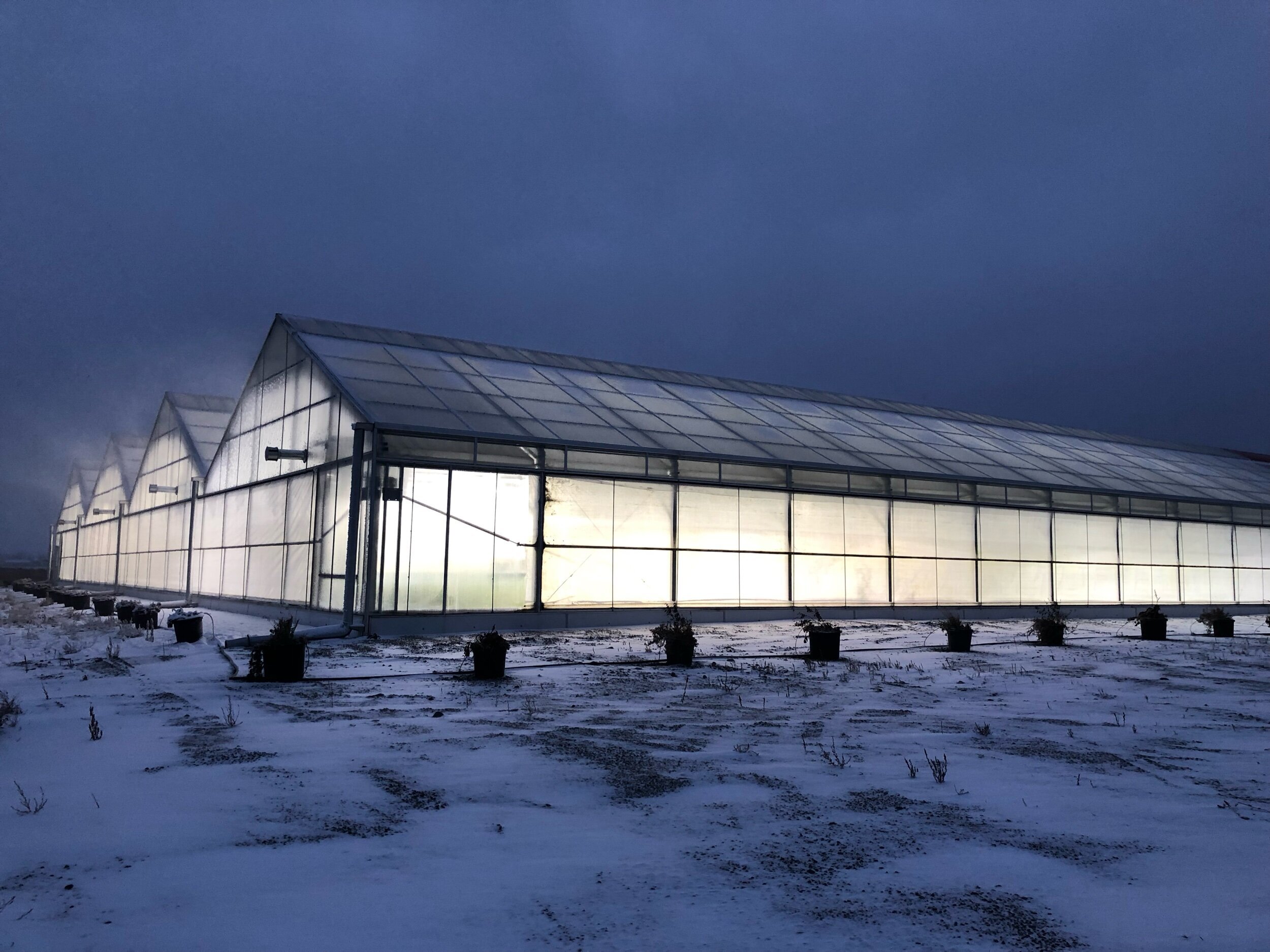 wintergreenhouse.jpeg